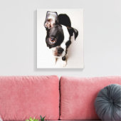 Edison Boston Terrier Welpe. Leinwanddruck (Insitu (Wohnzimmer))