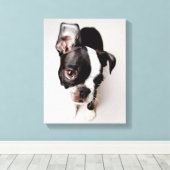 Edison Boston Terrier Welpe. Leinwanddruck (Insitu (Holzboden))