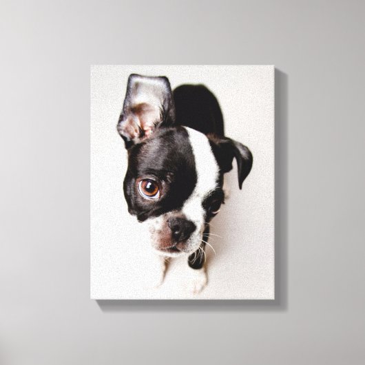 Edison Boston Terrier Welpe. Leinwanddruck (Vorderseite)
