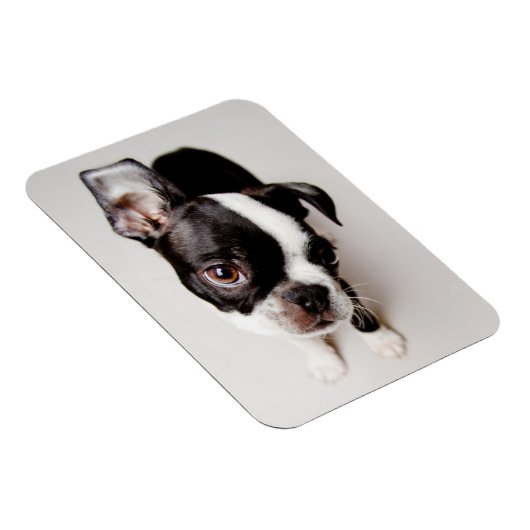 Edison Boston Terrier Welpe. Magnet (Rechte Seite)