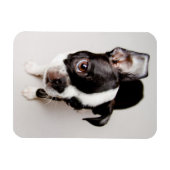 Edison Boston Terrier Welpe. Magnet (Horizontal)