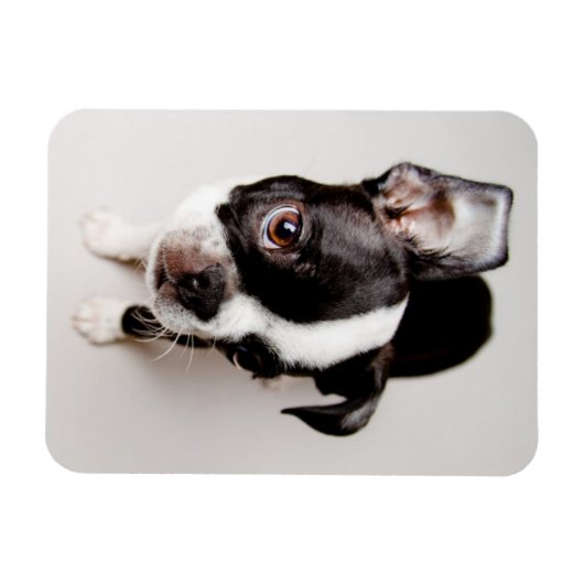 Edison Boston Terrier Welpe. Magnet (Horizontal)
