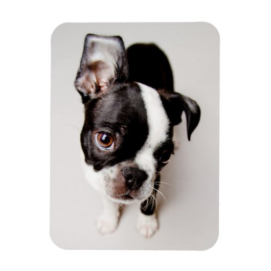 Edison Boston Terrier Welpe. Magnet (Vertikal)