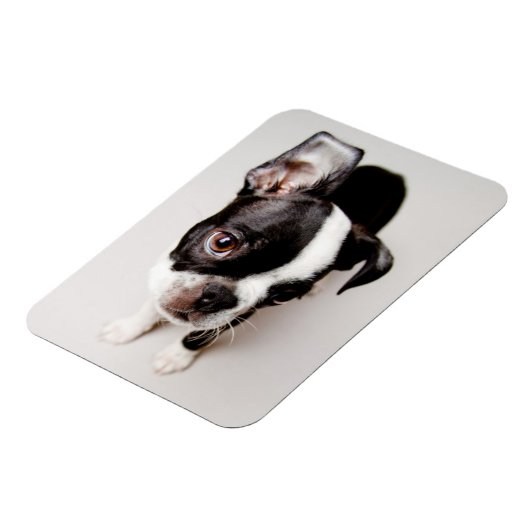 Edison Boston Terrier Welpe. Magnet (Linke Seite)