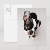 Edison Boston Terrier Welpe. Postkarte (Vorne/Hinten)
