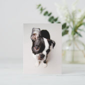 Edison Boston Terrier Welpe. Postkarte (Stehend Vorderseite)