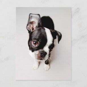 Edison Boston Terrier Welpe. Postkarte