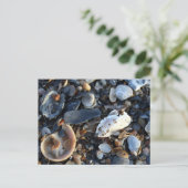 Edisto Beach Muscheln Postkarte (Stehend Vorderseite)