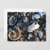 Edisto Beach Muscheln Postkarte (Vorne/Hinten)