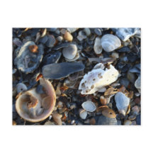 Edisto Beach Muscheln