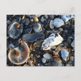 Edisto Beach Muscheln Postkarte