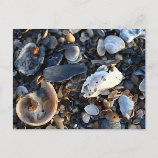 Edisto Beach Muscheln Postkarte (Vorderseite)