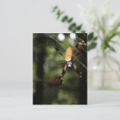 Edisto Golden Silk Spider 3519 Postkarte (Stehend Vorderseite)