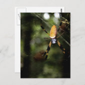 Edisto Golden Silk Spider 3519 Postkarte (Vorne/Hinten)