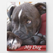 Editable Baby Pitbull Puppies Fotoplatte (Vorderseite)