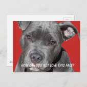 Editable Black Pitbull Postkarte (Vorne/Hinten)