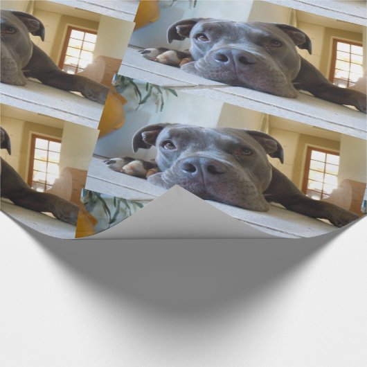 Editable Hund Browns Pitbull Geschenkpapier (Ecke)