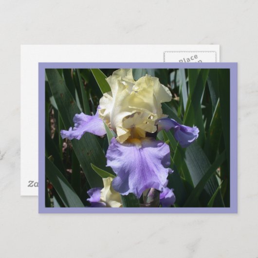 Edith Wolford Postkarte (Vorne/Hinten)