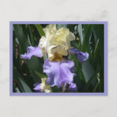 Edith Wolford Postkarte (Vorderseite)