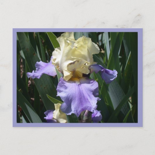 Edith Wolford Postkarte (Vorderseite)