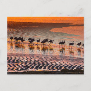 Eduardo-Abaroa-Anden-Fauna-Nationalreservat Postkarte