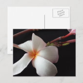Educatedbrainfart Plumeria Postkarte (Vorne/Hinten)