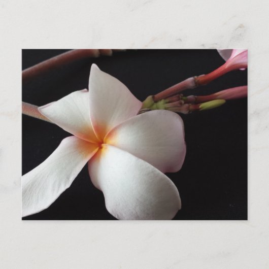Educatedbrainfart Plumeria Postkarte (Vorderseite)