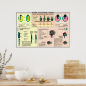 educational posters - hand grenade Soviet Union Poster (Küche)