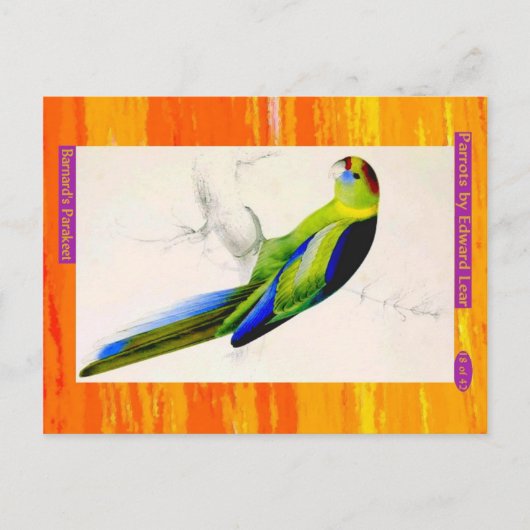 Edward Lear. Barnards Paraket. Postkarte (Vorderseite)