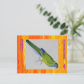Edward Lear. Bauer's Parakeet. Postkarte (Stehend Vorderseite)