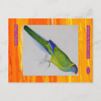 Edward Lear. Bauer's Parakeet.