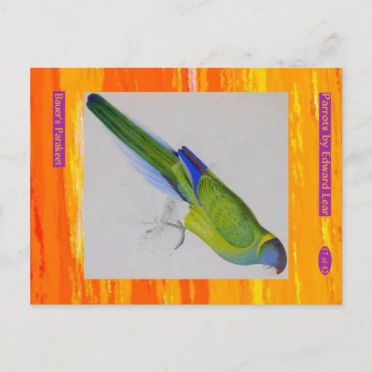 Edward Lear. Bauer's Parakeet. Postkarte (Vorderseite)