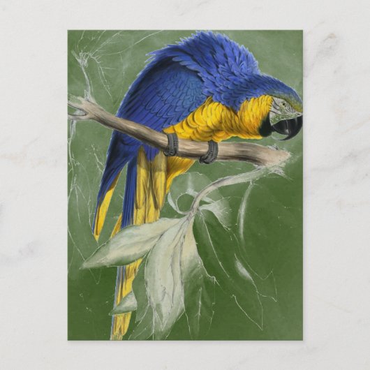 Edward Lear Bird Collection Blue and Yellow Macaw Postkarte (Vorderseite)