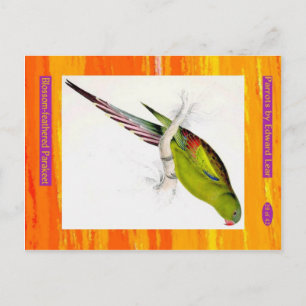 Edward Lear. Blossom-gefedertes Parakeet. Postkarte