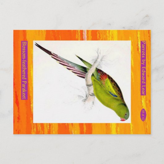 Edward Lear. Blossom-gefedertes Parakeet. Postkarte (Vorderseite)