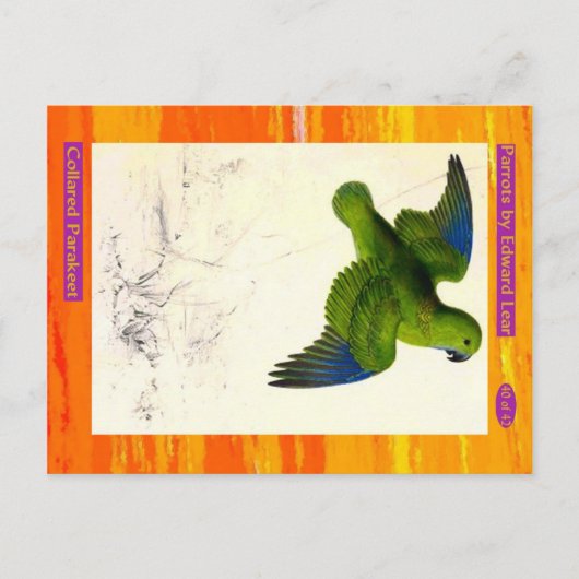 Edward Lear. Collared Parakeet. Postkarte (Vorderseite)