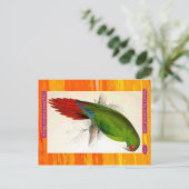 Edward Lear. Langschnabeles Parakeet Macaw. Postkarte (Stehend Vorderseite)