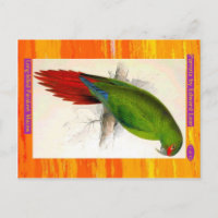 Edward Lear. Langschnabeles Parakeet Macaw.