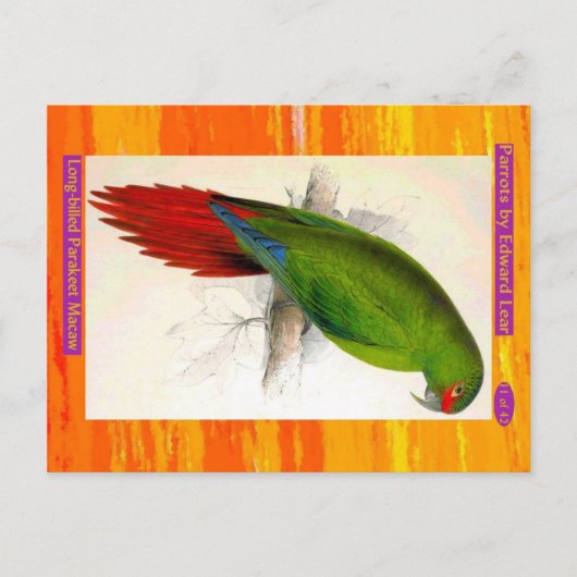 Edward Lear. Langschnabeles Parakeet Macaw. Postkarte (Vorderseite)