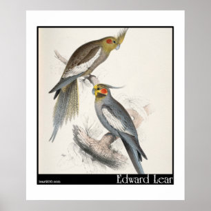 Edward Lear neuer HollandParakeet Poster