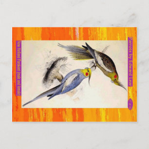 Edward Lear. New Holland Parakeet. Männlich und we Postkarte