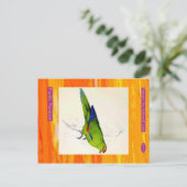 Edward Lear. Pacific Parakeet. Postkarte (Stehend Vorderseite)