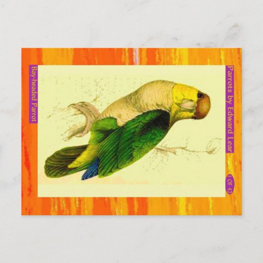 Edward Lear. Papagei. Postkarte (Vorderseite)