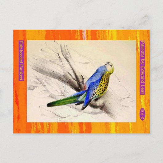 Edward Lear. Parakeet mit blass Kopf. Postkarte (Vorderseite)