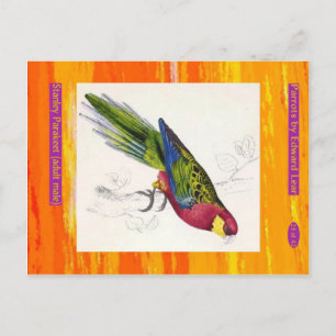 Edward Lear. Stanley Parakeet. Erwachsener männlic Postkarte