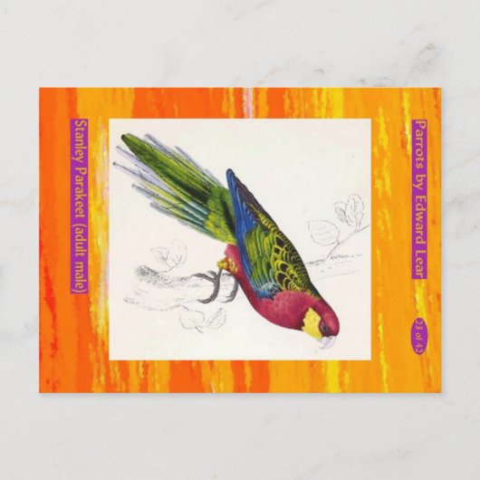 Edward Lear. Stanley Parakeet. Erwachsener männlic Postkarte (Vorderseite)