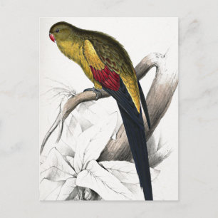 Edward Lear Vogel Schwarzschwanzsittich Postkarte