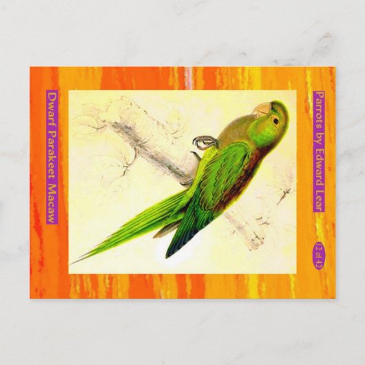 Edward Lear. Zwerg Parakeet Macaw. Postkarte (Vorderseite)