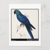 Edward Lears Hyacinth Macaw Postkarte (Vorderseite)