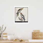 Edward Lears neuer Holland Parakeet Poster (Küche)